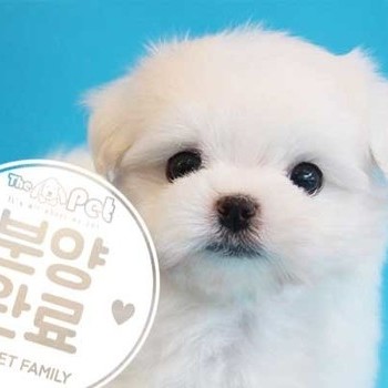 말티즈 ♂ 6.21 분양완료