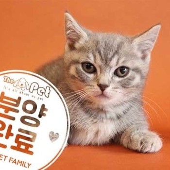  먼치킨 ♀ 9.10 분양완료