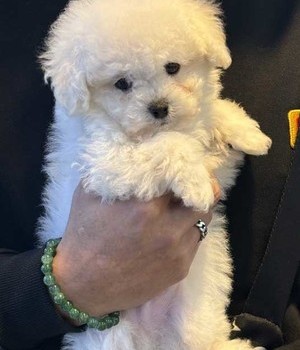 비숑프리제 분양후기 [24.12.12]
