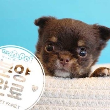 장모치와와 ♀ 12.08 분양완료