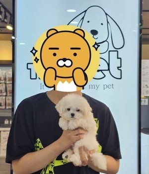 말티푸 분양후기/중리점 [24.7.2]