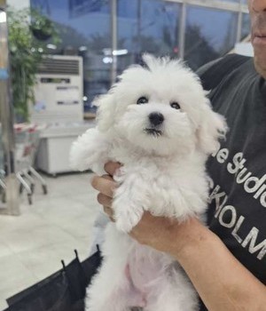 비숑프리제 분양후기 [24.6.22]