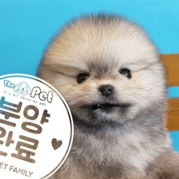 포메라니안 ♂ 1.21 분양완료