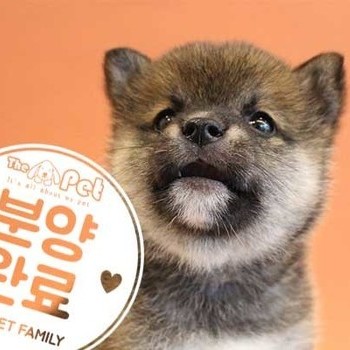 시바이누 ♂ 08.31 분양완료