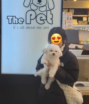 비숑프리제 분양후기/중리점 [24.1.22]