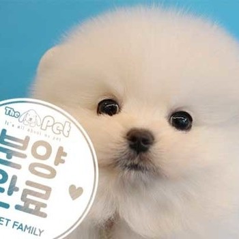 포메라니안 ♂ 7.3 분양완료