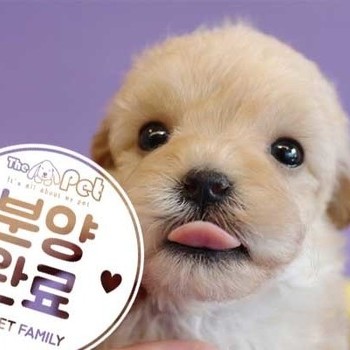 말티푸 ♂ 8.26 분양완료