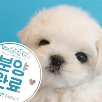 말티즈 ♂ 2.23 분양완료