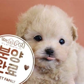 푸들 ♂ 12.22 분양완료