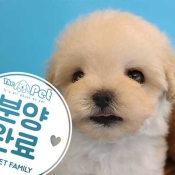 말티푸 ♀ 1.27 분양완료