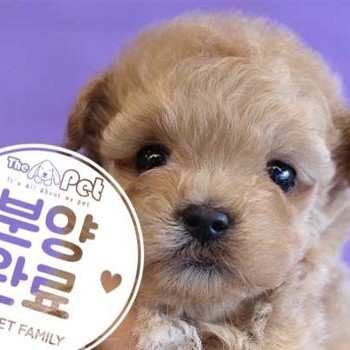 말티푸 ♂ 10.13 분양완료