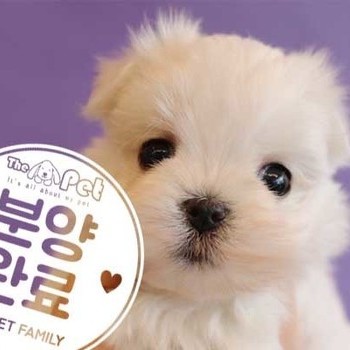 말티즈 ♀ 10.15 분양완료