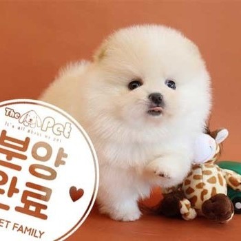 포메라니안 ♂ 5.10 분양완료