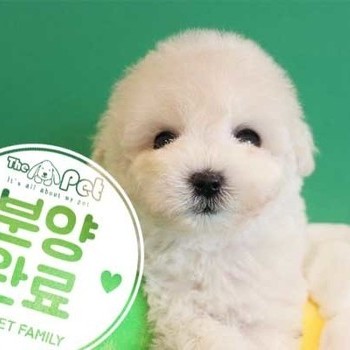 푸숑 ♂ 10.05 분양완료