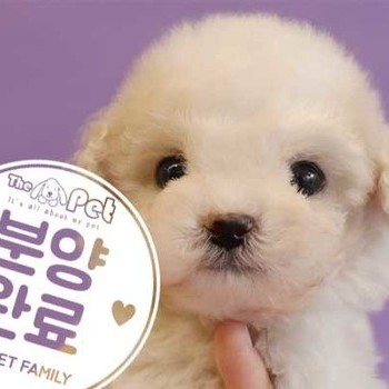 푸들 ♂ 9.20 분양완료