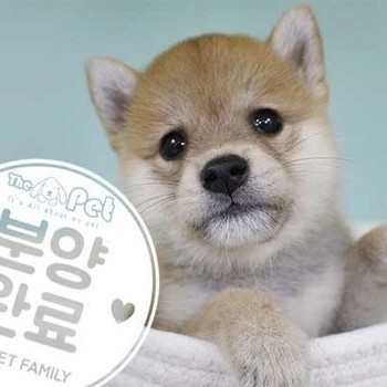 시바이누 ♀ 06.13 분양완료