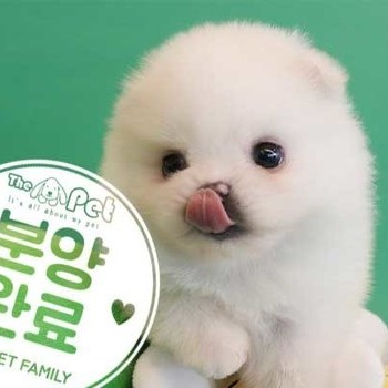 포메라니안 ♂ 2.10 분양완료