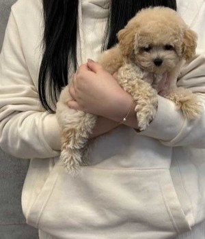 푸들 분양후기 [24.10.20]