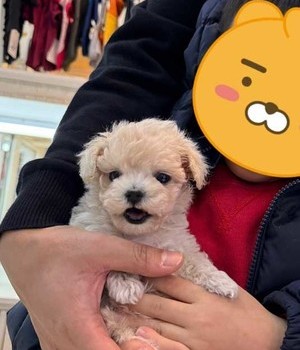 푸들 분양후기 [24.12.1]