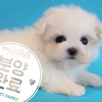 말티즈 ♂ 7.5 분양완료