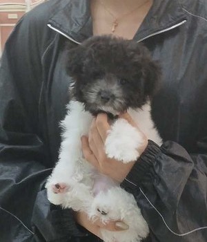 푸들 분양후기 [24.10.29]