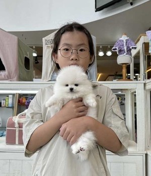 포메라니안 분양후기 [24.8.25]