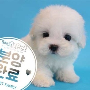 말티즈 ♂ 7.4 분양완료