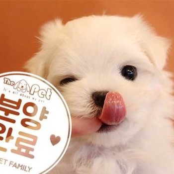 말티즈 ♂ 1.5 분양완료