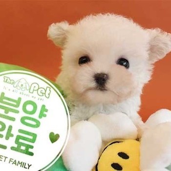 비숑프리제 ♀ 3.21 분양완료