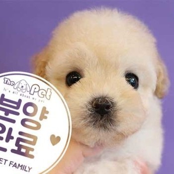 푸들 ♀ 7.23 분양완료