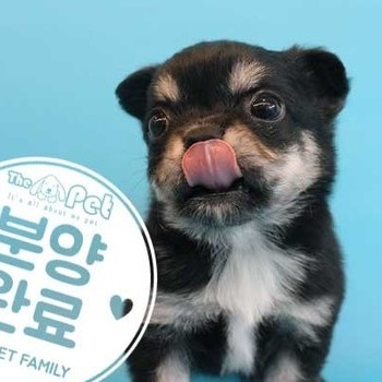장모치와와 ♂ 7.4 분양완료