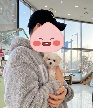 말티즈 분양후기 [24.1.5]