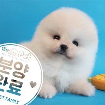  포메라니안 ♂ 3.29 분양완료