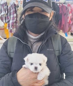 말티즈 분양후기 [24.2.9]