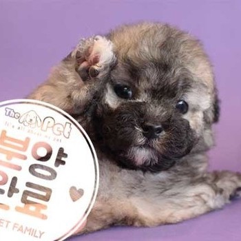 푸들 ♂ 10.10 분양완료
