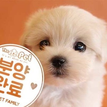  말티푸 ♀ 10.1 분양완료