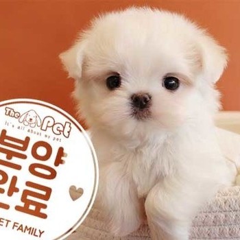 말티즈 ♂ 1.6 분양완료