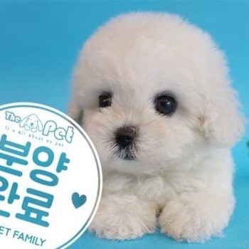 비숑프리제 ♂ 6.21 분양완료