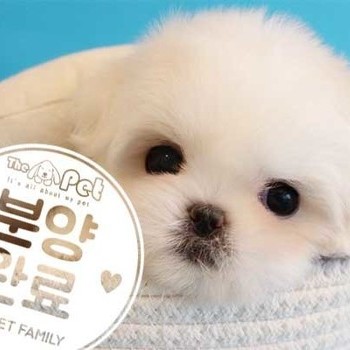 몰키니즈 ♂ 12.28 분양완료