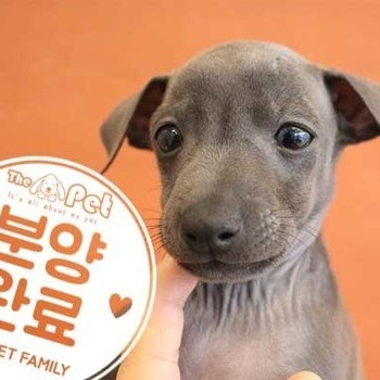 이탈리안그레이하운드 ♂ 10.22 분양완료