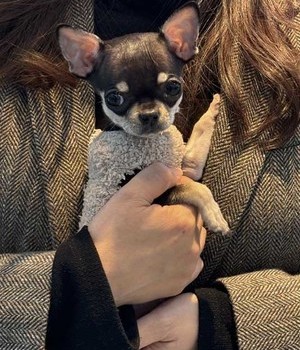 치와와 분양후기 [24.11.21]