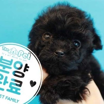 푸들 ♂ 7.5 분양완료