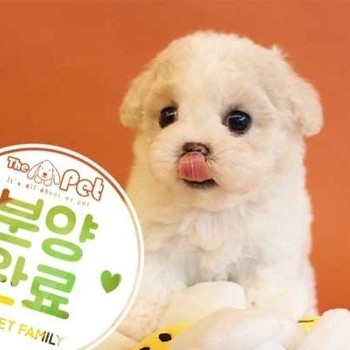 비숑프리제 ♀ 4.7 분양완료