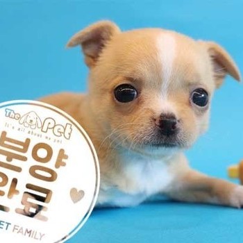 치와와 ♀ 3.29 분양완료