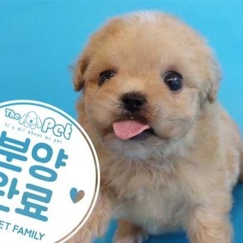 말티푸 ♂ 4.12 분양완료