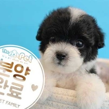 푸들 ♀ 07.28 분양완료