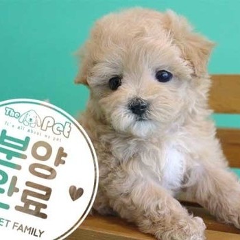 말티푸 ♀ 2.10 분양완료