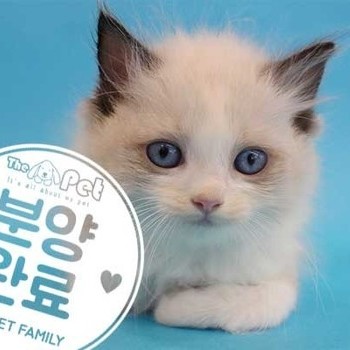  랙돌 ♂ 3.2 분양완료