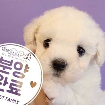 푸숑 ♂ 9.2 분양완료