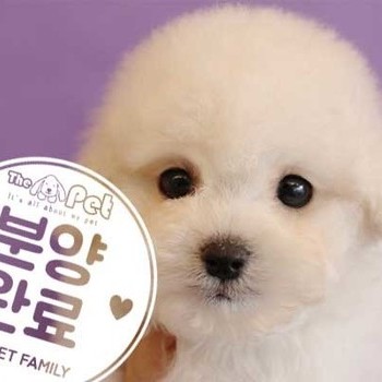 비숑프리제 ♂ 10.9 분양완료